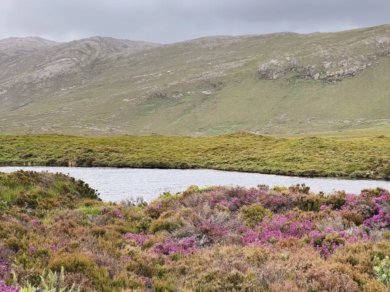 Heather and gorse in Mackay Country, Sutherland natural beauty and a loch in the background.