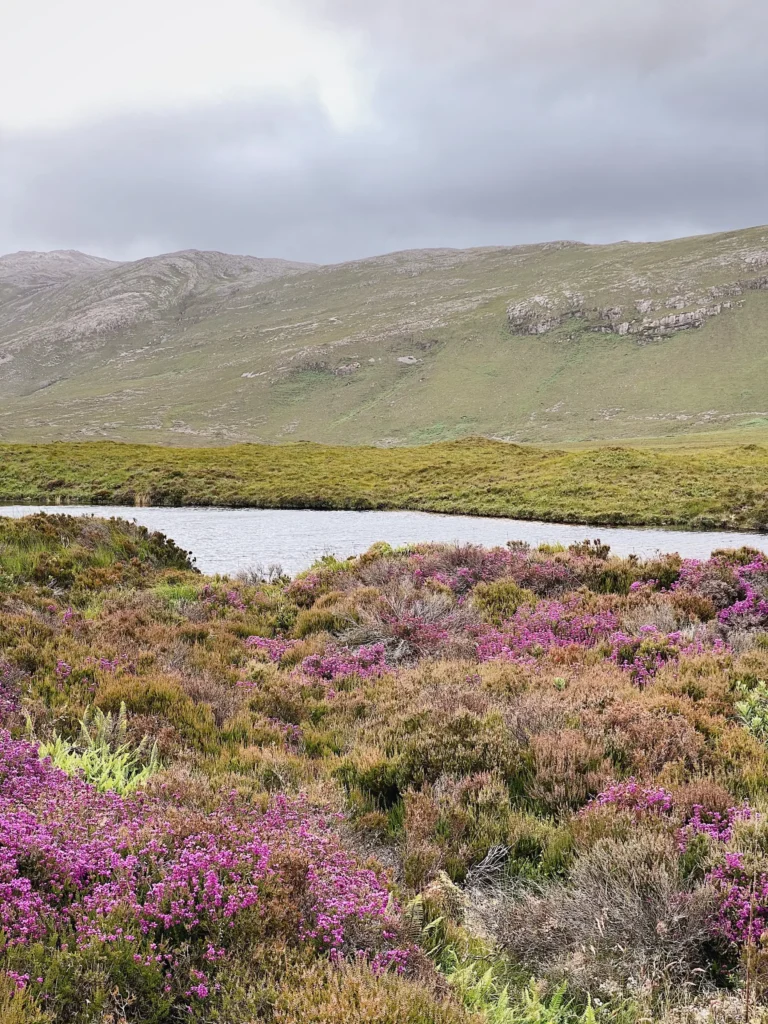 Heather and gorse in Mackay Country, Sutherland natural beauty and a loch in the background.