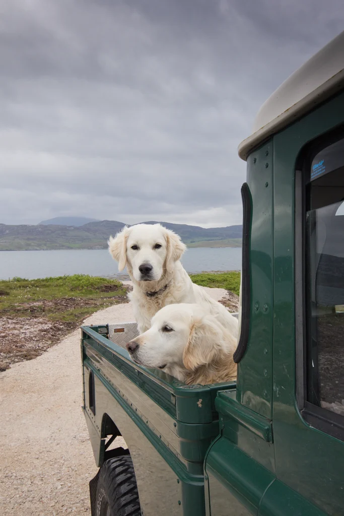 Two dogs in the back of a Landrower